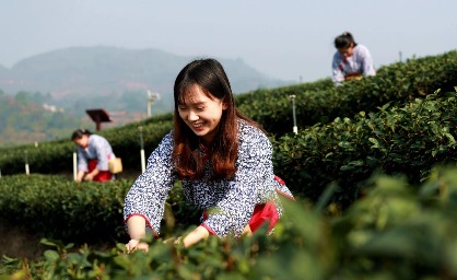 采摘茶叶